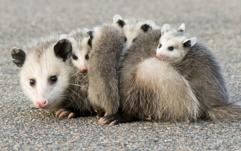 Didelphis virginiana