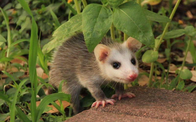 Опоссум (Didelphis virginiana)