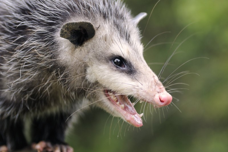 Опоссум (Didelphis virginiana)
