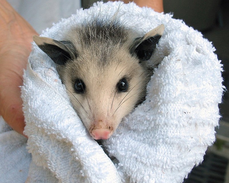 Опоссум виргинский (Didelphis virginiana)