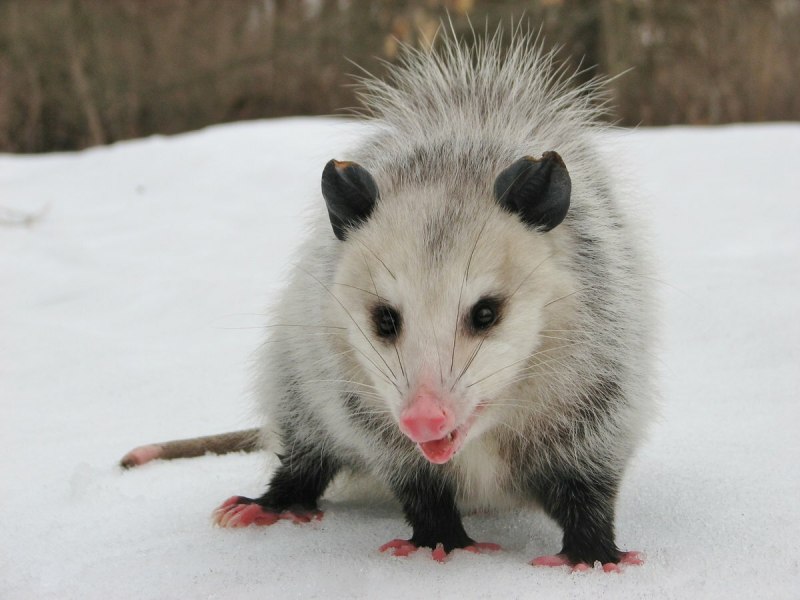 Опоссум виргинский (Didelphis virginiana)