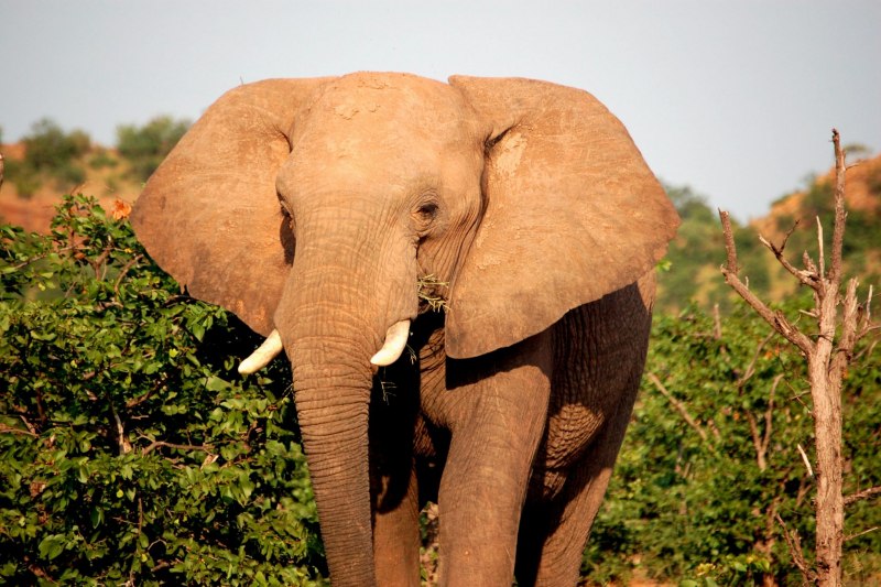 Коричневый слон (45 фото)