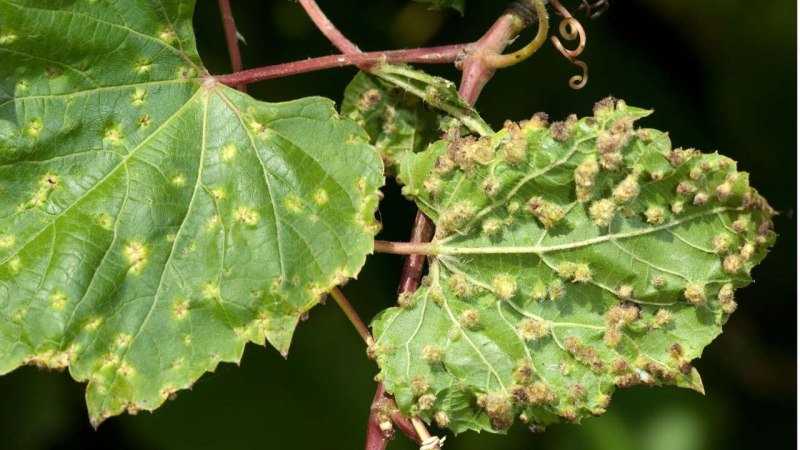 Свекловичная тля Aphis fabae