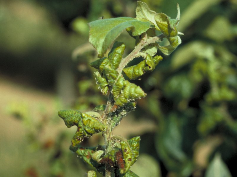 Филлоксера (Viteus vitifoliae (Fitch.))