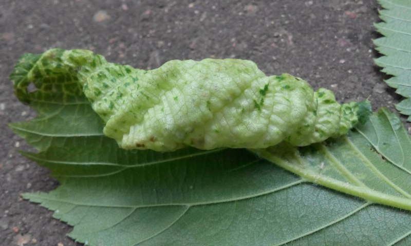 Aphis gossypii