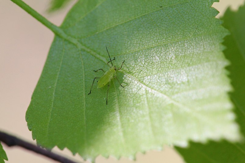 Тля бахчевая (Aphis gossypii)