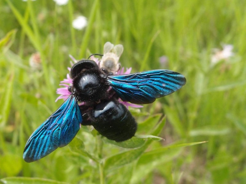 Пчела-плотник Xylocopa Valga Gerstaecker, 1872
