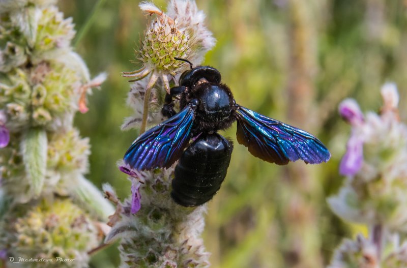 Xylocopa caerulea - пчела