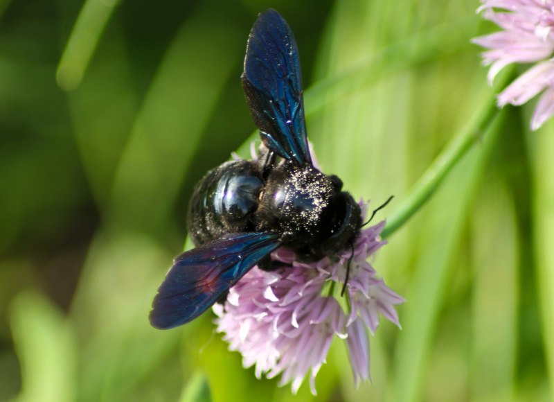 Шмель-плотник фиолетовый( Xylocopa violacea )