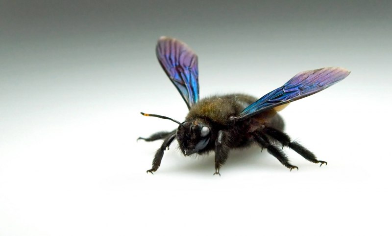 Пчела-плотник Xylocopa