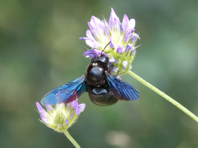 Bombus lucorum