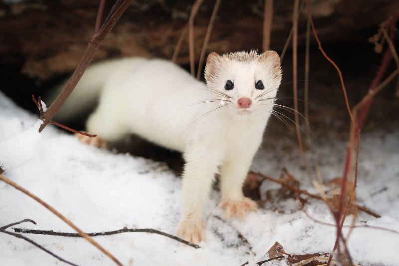 Горностай (Mustela erminea)