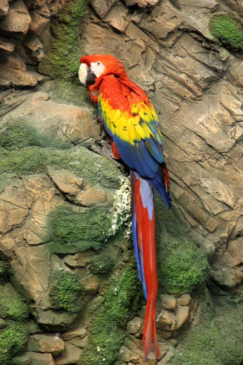 Красный ара (Ara Macao