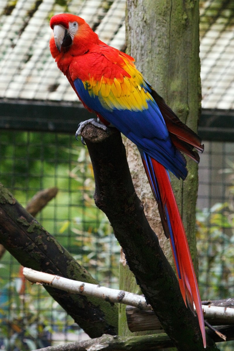 Ramphastos tucanus