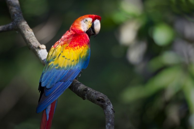 Guacamaya Tricolor попугай