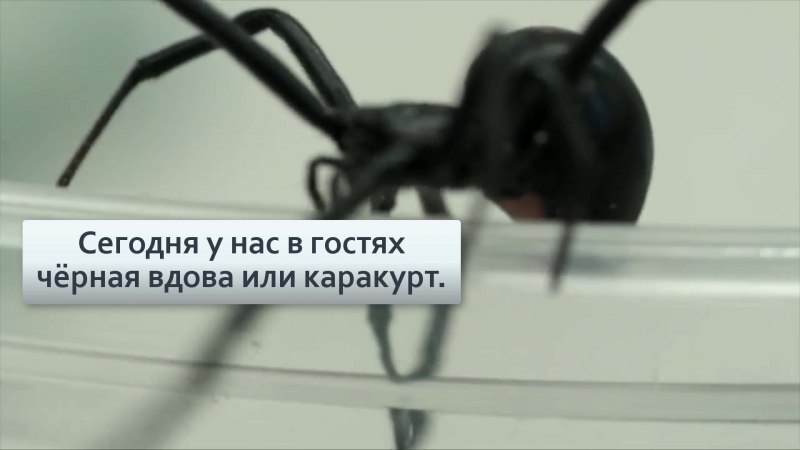 Астраханский паук Каракурт