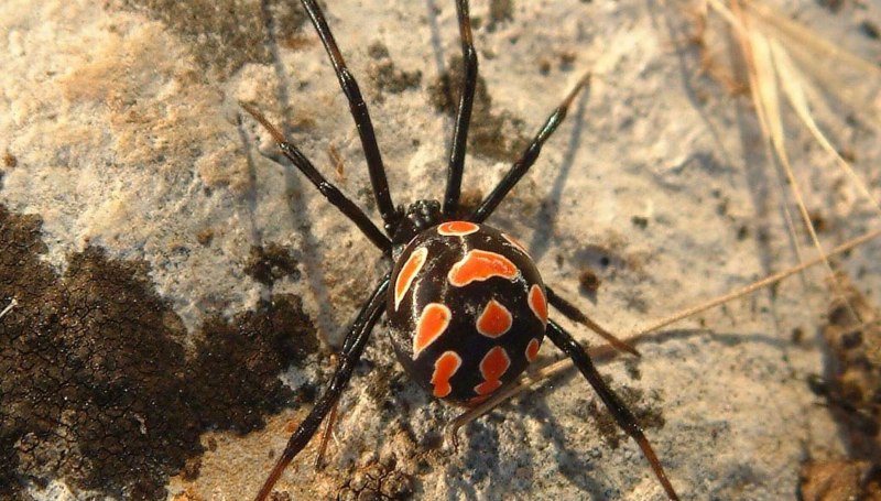 Паук Steatoda paykulliana