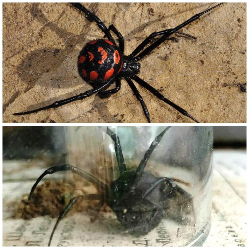 Паук австралийская вдова (красноспинный паук)(Latrodectus hasselti)