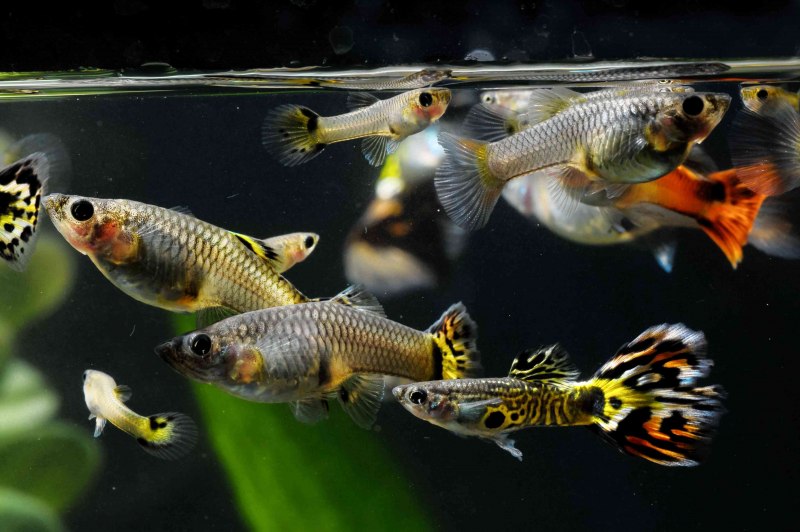 Гуппи Poecilia reticulata
