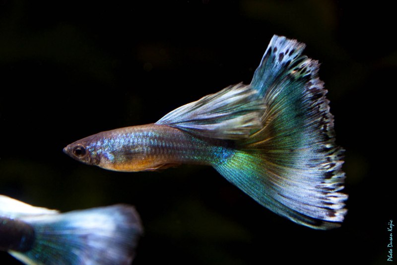 Гуппи Poecilia reticulata