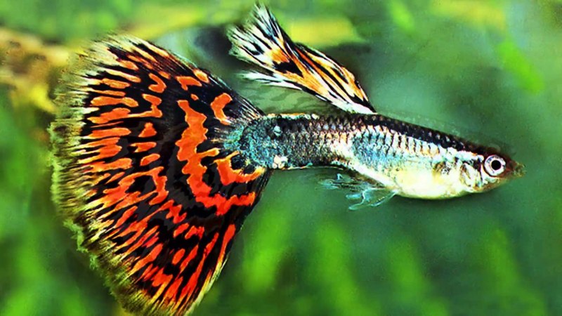 Гуппи Poecilia reticulata