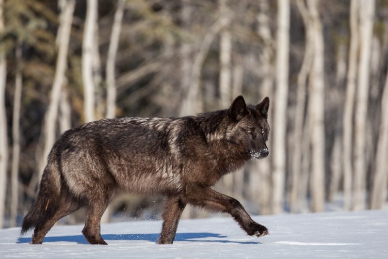 Мегафаунный волк (74 фото)