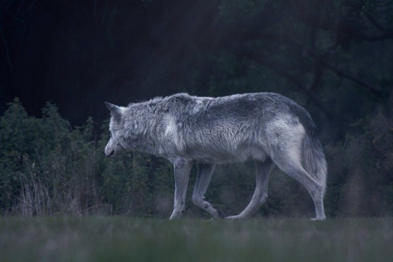 Black Wolf Slow Motion