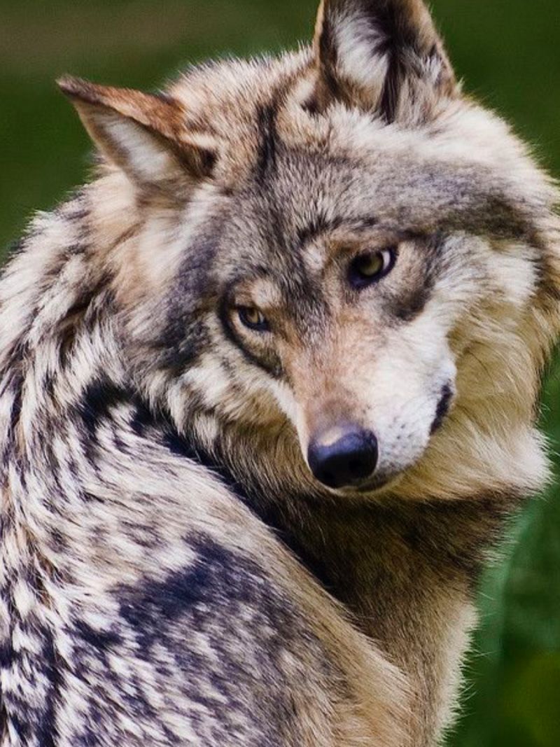 Доисторический волк canis Dirus