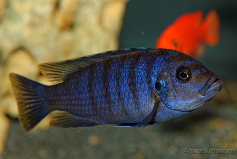 Buccochromis heterotaenia