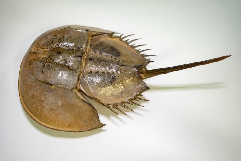 Мечехвост Limulus Polyphemus