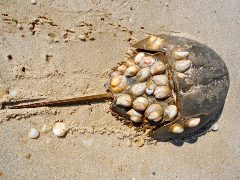 Atlantic Horseshoe Crab