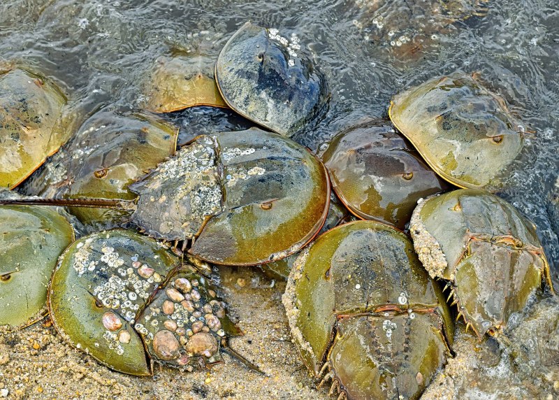 Мечехвост Limulus Polyphemus