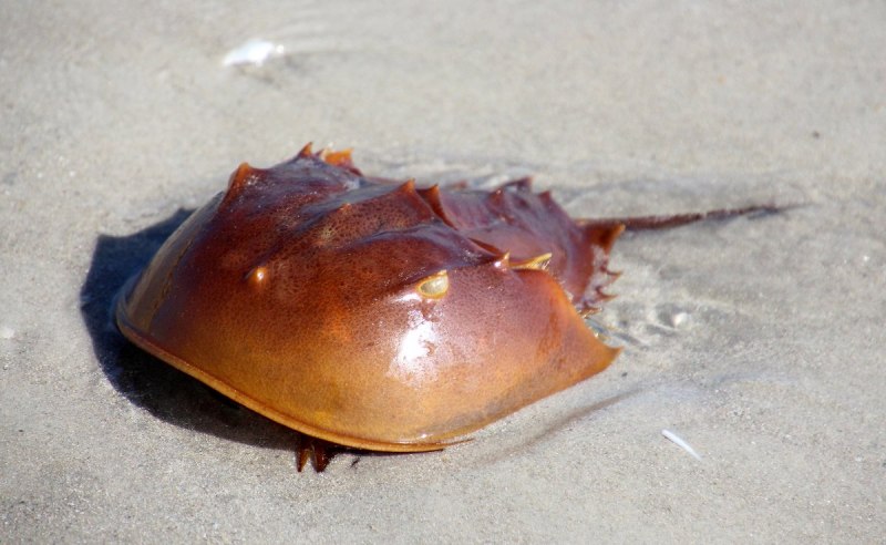 Мечехвост Limulus Polyphemus