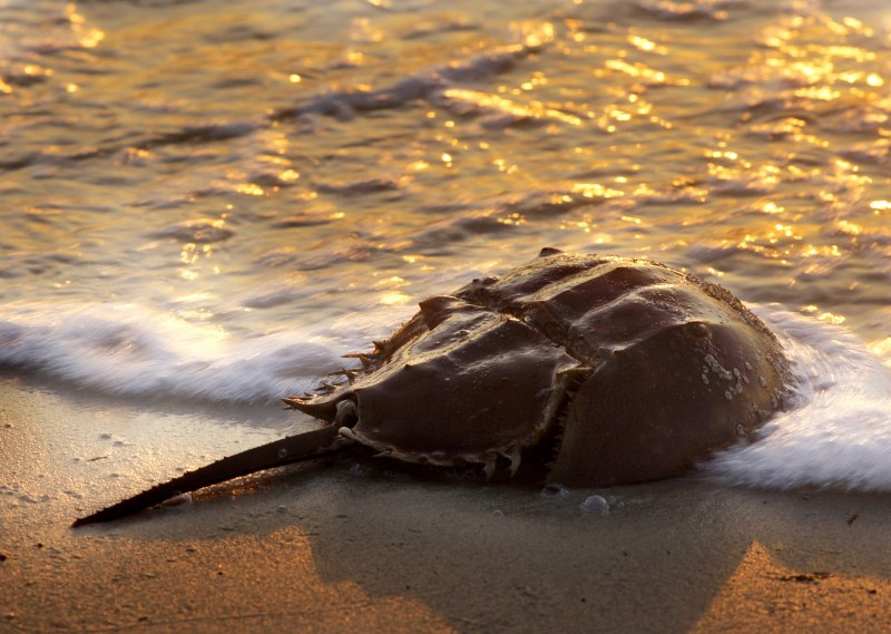 Мечехвост Limulus Polyphemus