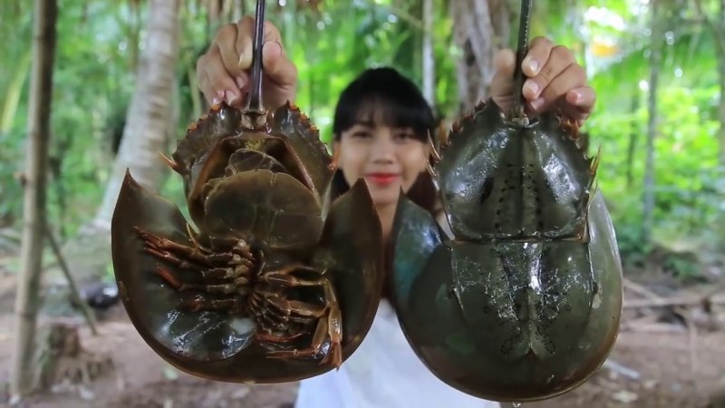 Мечехвост Limulus Polyphemus