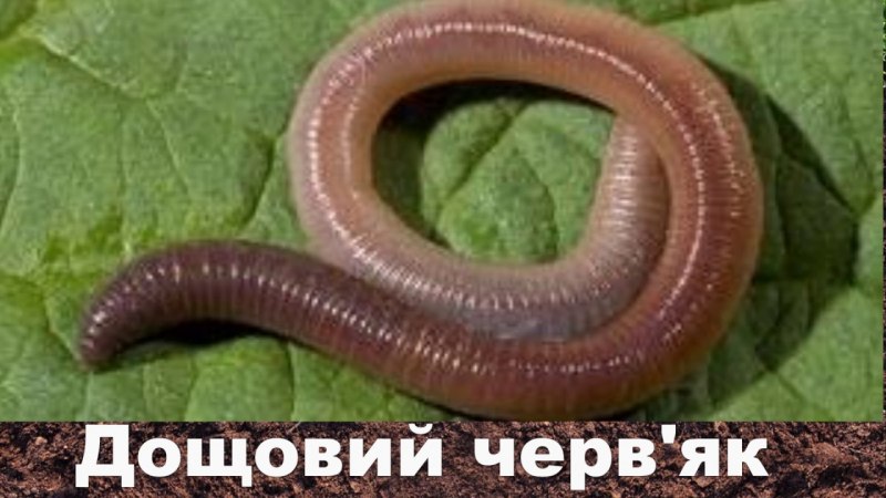 Кольчатые черви
