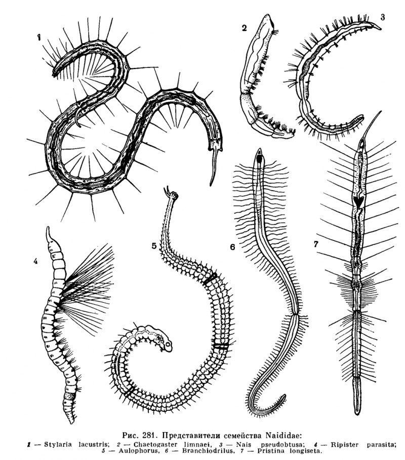 Олигохеты Naididae