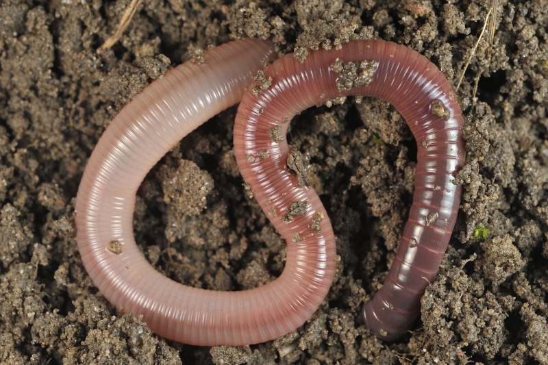 Червь Земляной (Lumbricus terrestris)