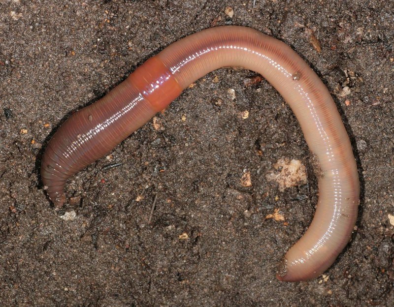 Червь Земляной (Lumbricus terrestris)