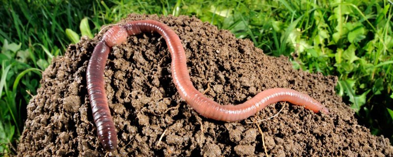 Червь Земляной (Lumbricus terrestris)