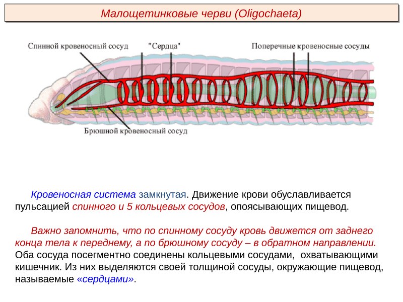 Калифорнийские дождевые черви