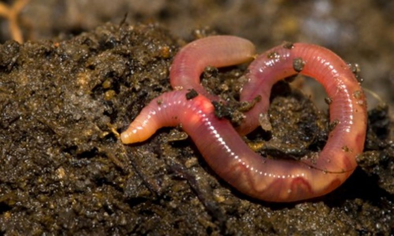 Японская Эйзения (Eisenia japonica)