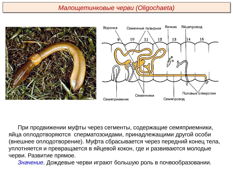 Worms черви