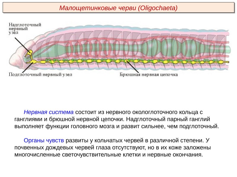 Тип кольчатые черви Annelida