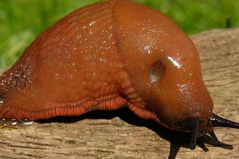 Arion lusitanicus слизняки