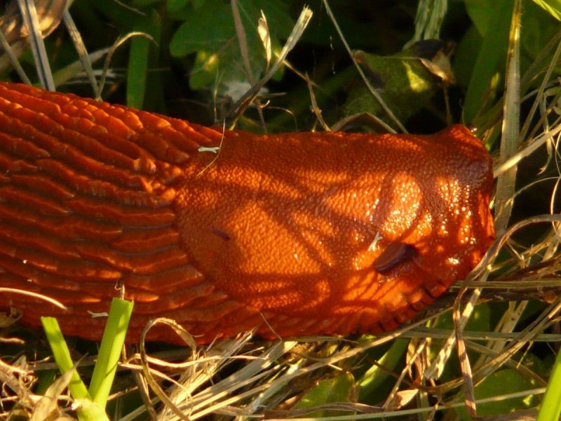 СЛИЗЕНЬ Arion