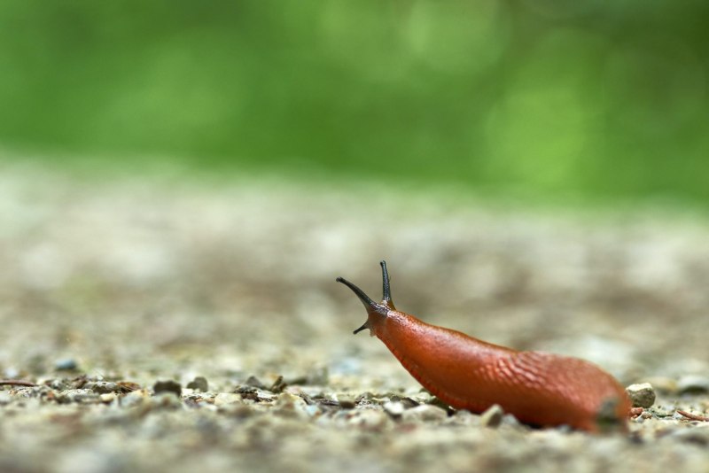 Arion lusitanicus слизняки