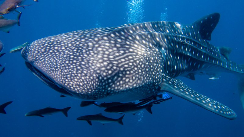 Rhincodon typus акула