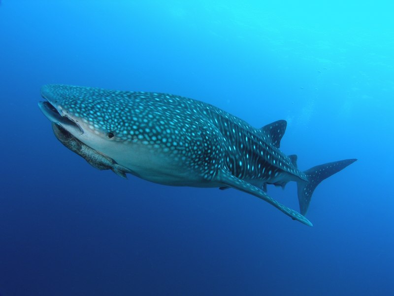 Китовая акула Rhincodon typus