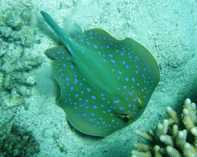 Taeniura lymma